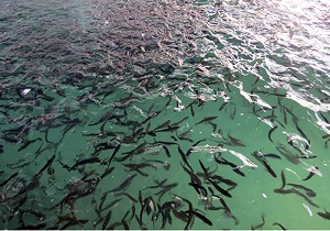رهاسازی 150 هزار قطعه بچه ماهی در رودخانه کارون