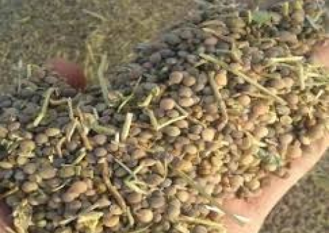 صرفه جویی در مصرف  آب و تثبیت نیتروژن خاک با کشت حبوبات در خوزستان