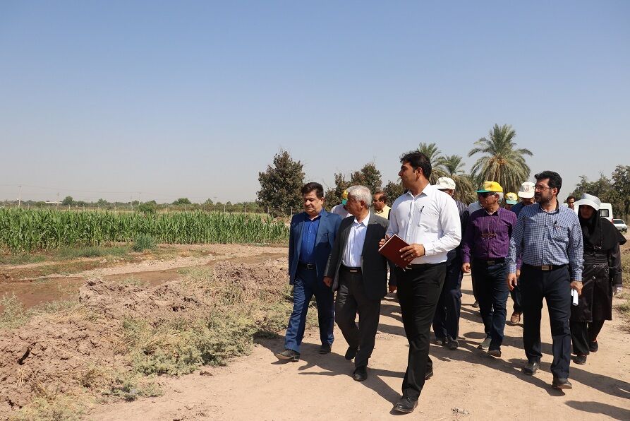 گام سوم طرح افزایش عملکرد در بهره وری گندم در خوزستان کلید خورد