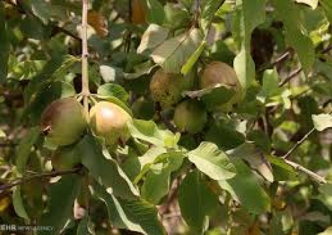 پیش بینی تولید بیش از 2 هزار تن زیتون از باغات خوزستان