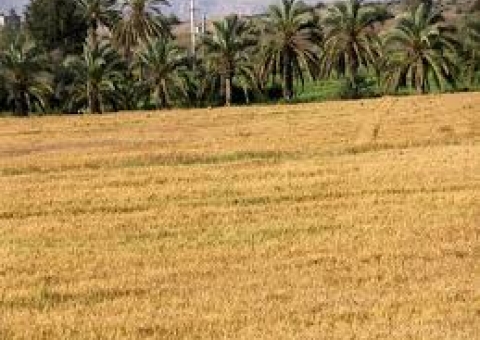 افزایش 30 درصدی تولید گندم با اجرای طرح ملی گندم بنیان در کارون