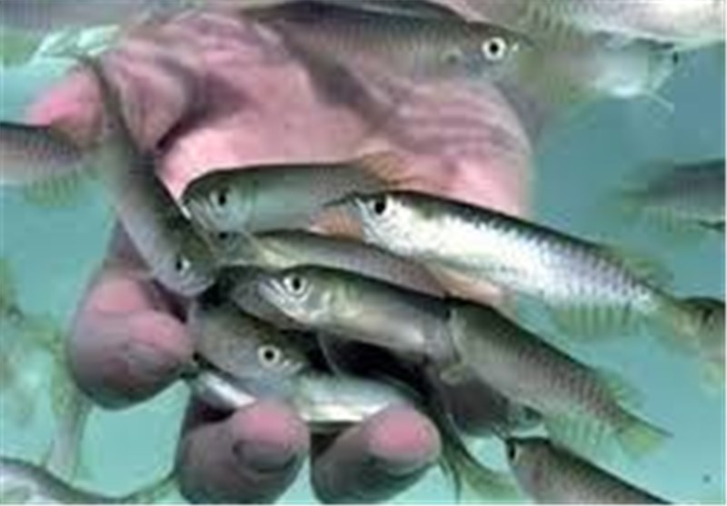 خوزستان| پرورش ماهیان بومی و استقرار ۵۰۰ زیستگاه مصنوعی در دستور کار شیلات قرار گرفت
