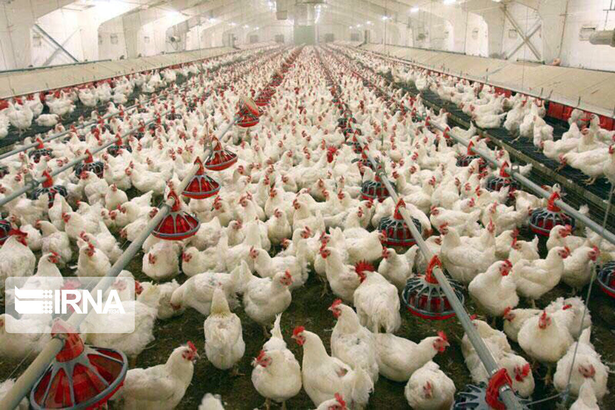 رییس سازمان صمت خوزستان: گرانی مرغ ناشی از افزایش قیمت نهاده‌است