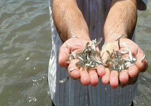 رهاسازی ماهی در تالاب بین المللی شادگان