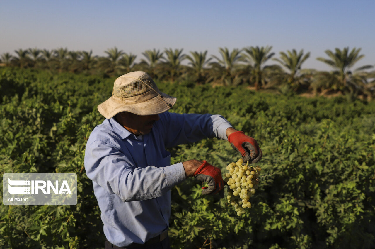 خوزستان ۱۳.۵ درصد محصولات کشاورزی کشور را تولید می‌کند