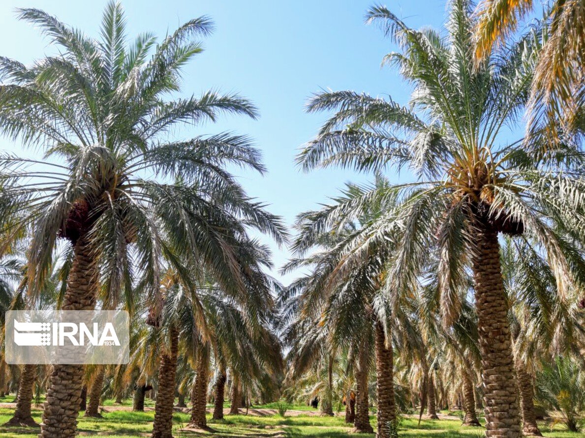 تولید خرمای نخلستان‌های خوزستان ۱.۱ تن در واحد سطح افزایش یافت