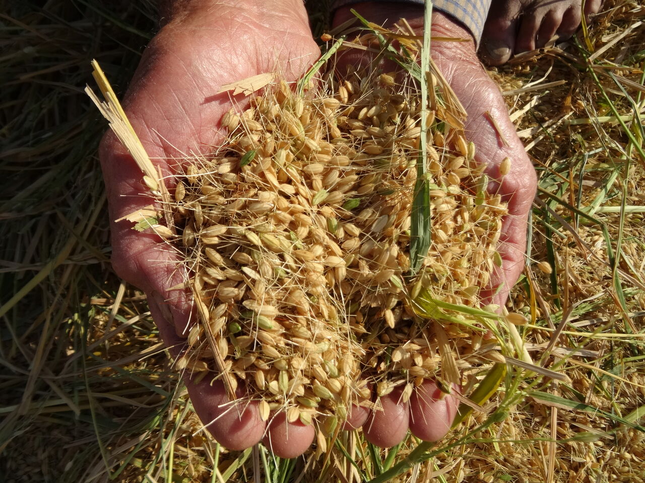 پیش‌بینی تولید پربار برنج در شالیزارهای خوزستان