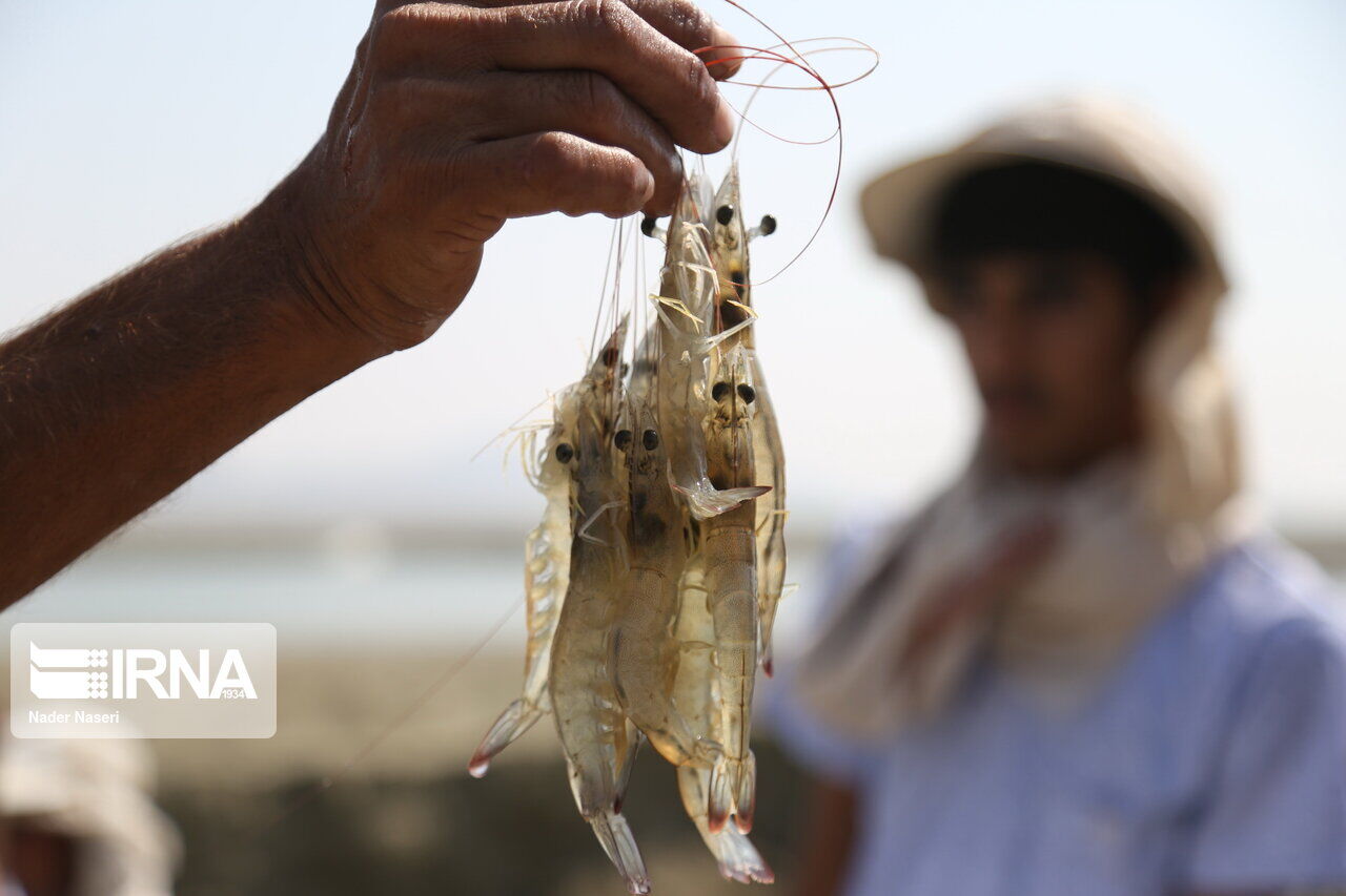 صید میگوی ببری در آبهای شمال غرب خلیج فارس ممنوع شد