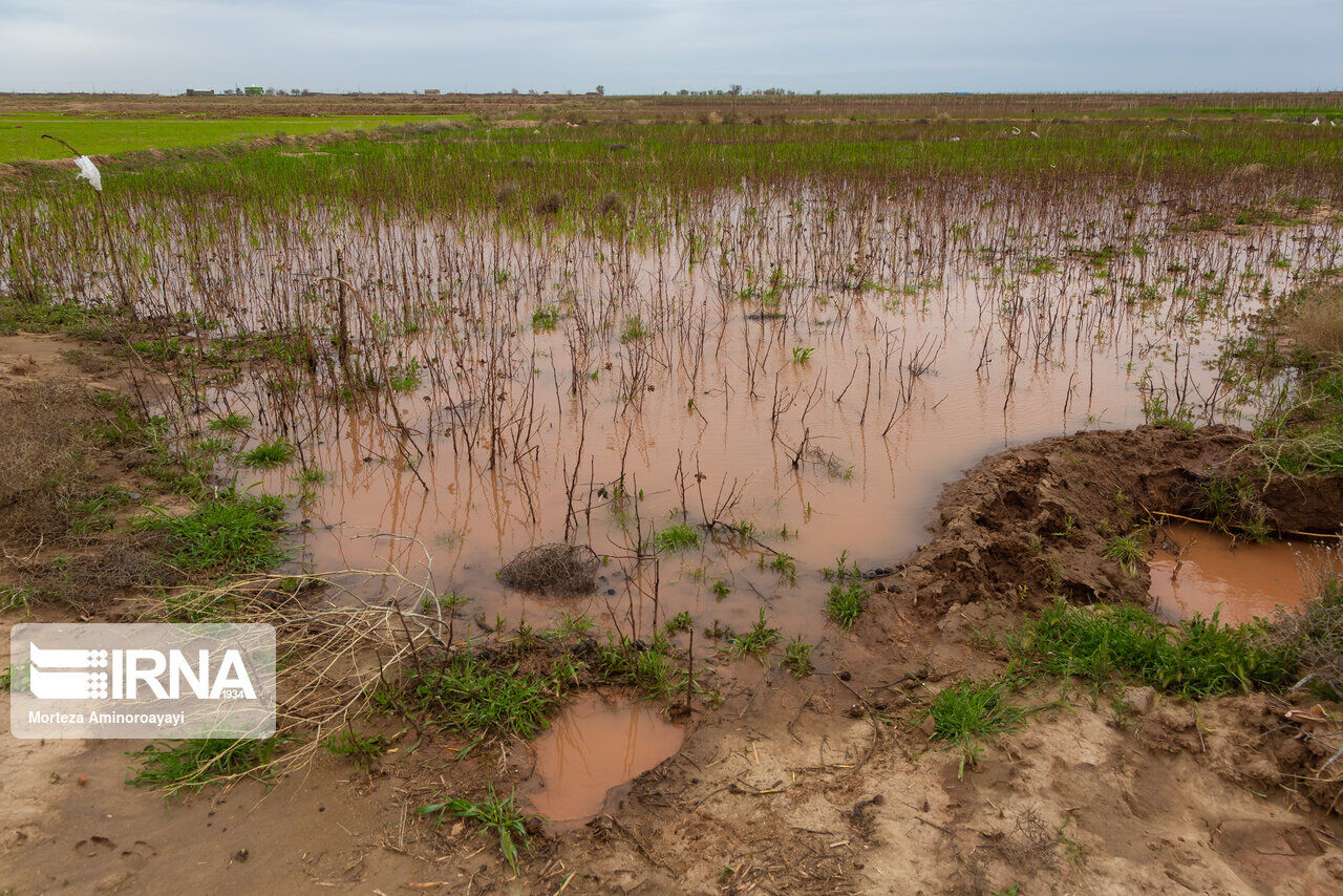 بارندگی‌ کشاورزان خوزستانی را از آبیاری زمین خود بی‌نیاز کرد