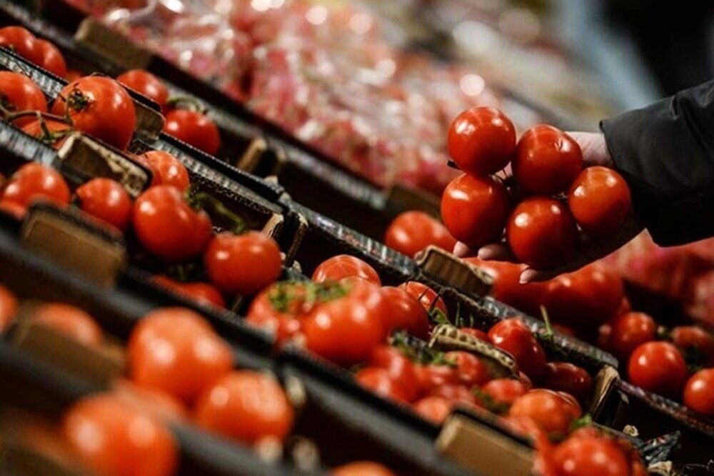 آزاد شدن صادرات عامل افزایش قیمت گوجه فرنگی در خوزستان است