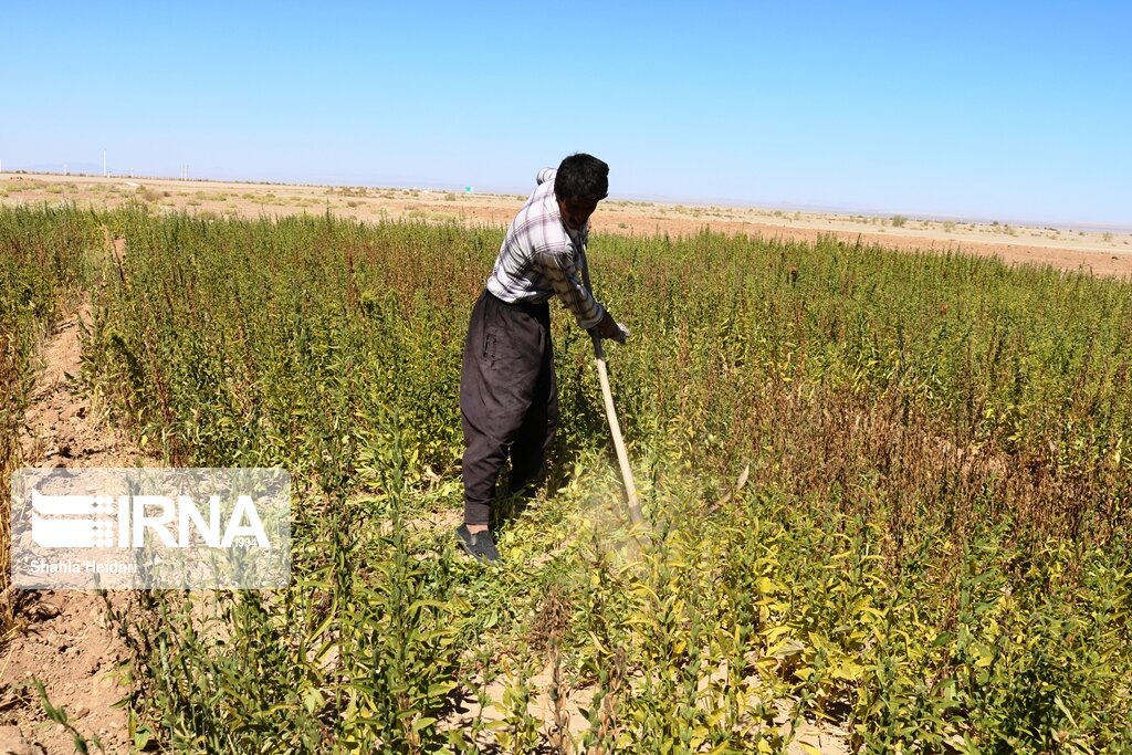 برداشت دانه روغنی کنجد در خوزستان شروع شد