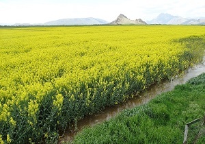 سطح زیرکشت دانه روغنی کلزا در خوزستان ۳ برابر شده است