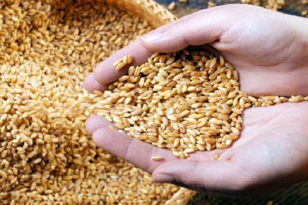 تامین و توزیع ۴۶ هزار تن بذر گواهی شده گندم در خوزستان