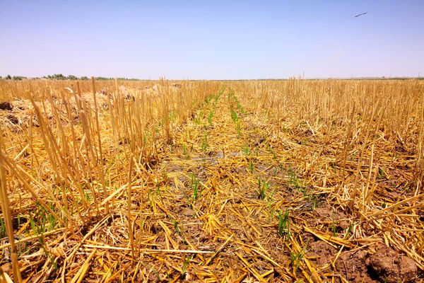 حفاظت از تنوع زیستی خداداد در دل مزارع گندم بنیان خوزستان