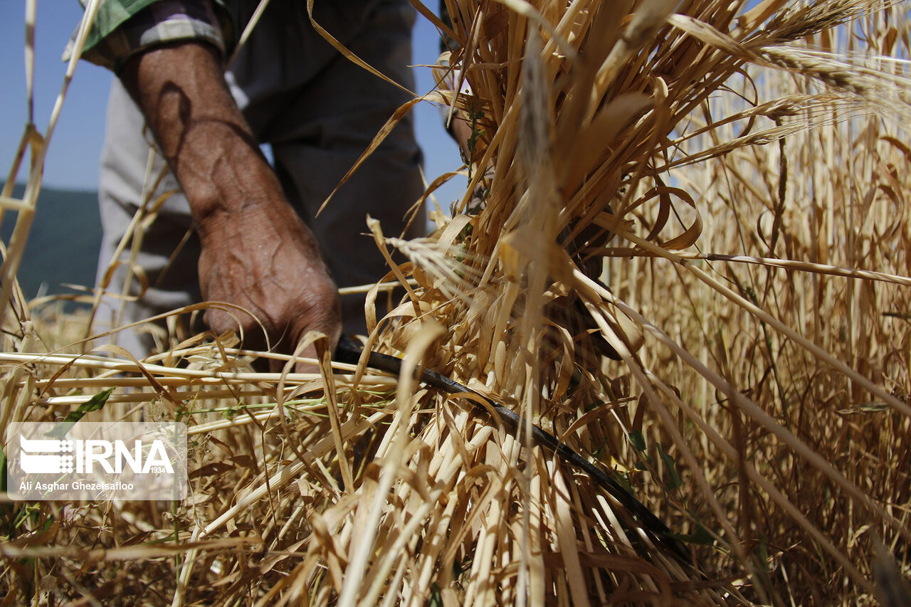 پیش بینی خرید تضمینی ۱.۲میلیون تن گندم در خوزستان