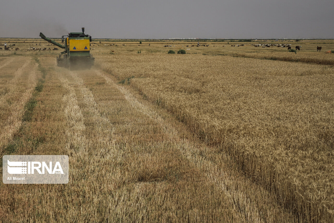 ۱۵هزار میلیارد ریال به کشاورزان گندمکار خوزستانی پرداخت شد