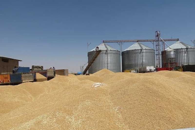 فرماندار:حمیدیه رتبه دوم خرید گندم در خوزستان را دارد