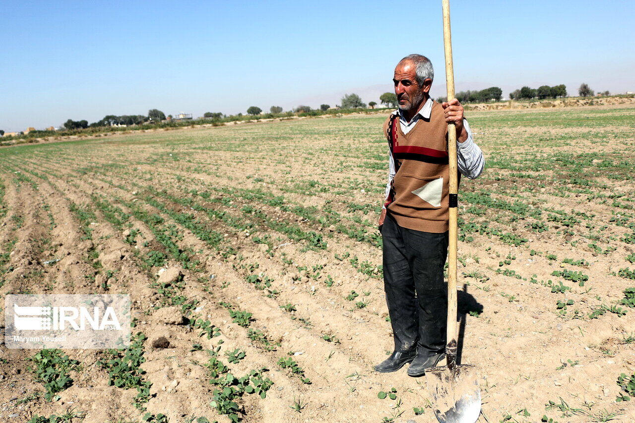 ۱۰۰ میلیارد ریال غرامت کشاورزان دیم کار خوزستان پرداخت شد