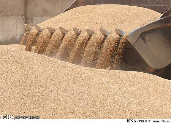 خرید بیش از ۲۸ هزار تن گندم و کلزا از کشاورزان خوزستانی