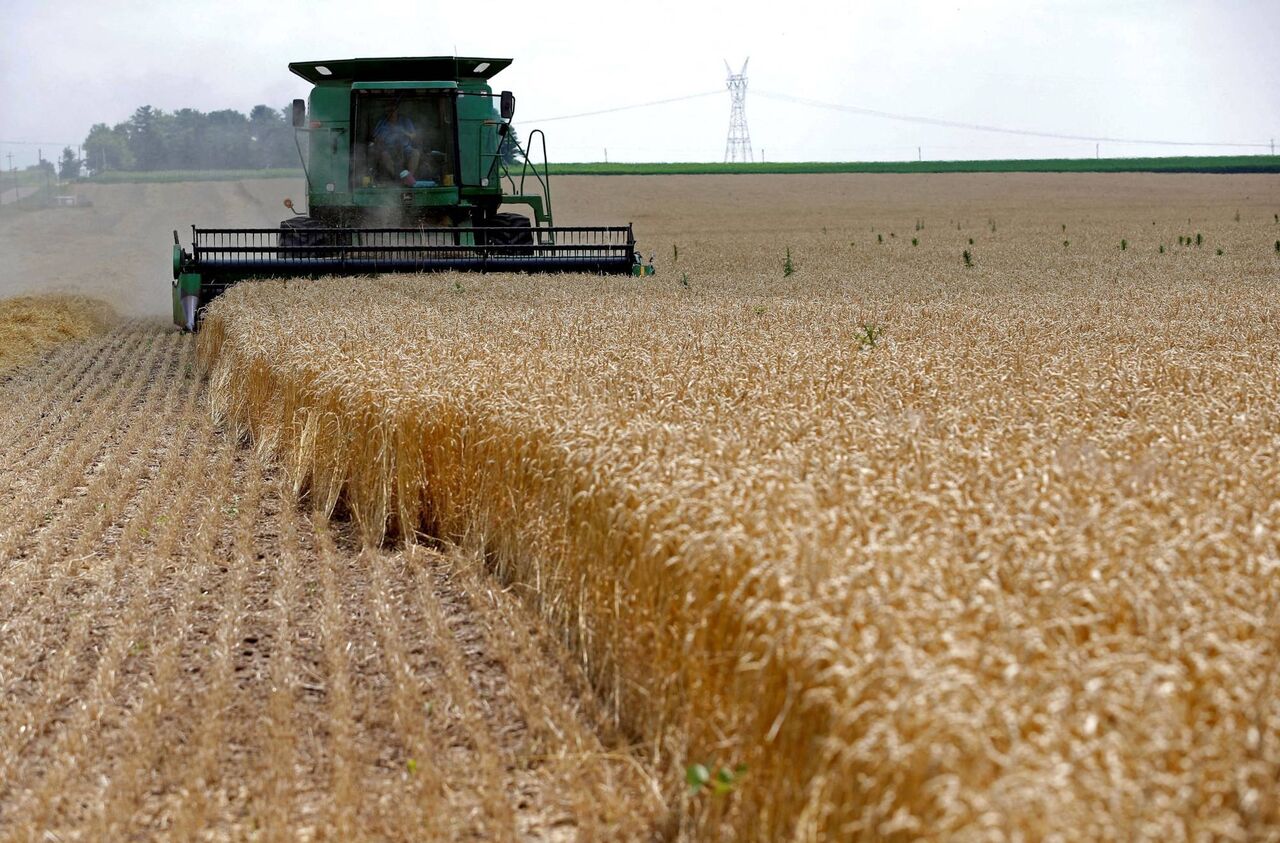 خرید تضمینی گندم در خوزستان از یک میلیون تن گذشت