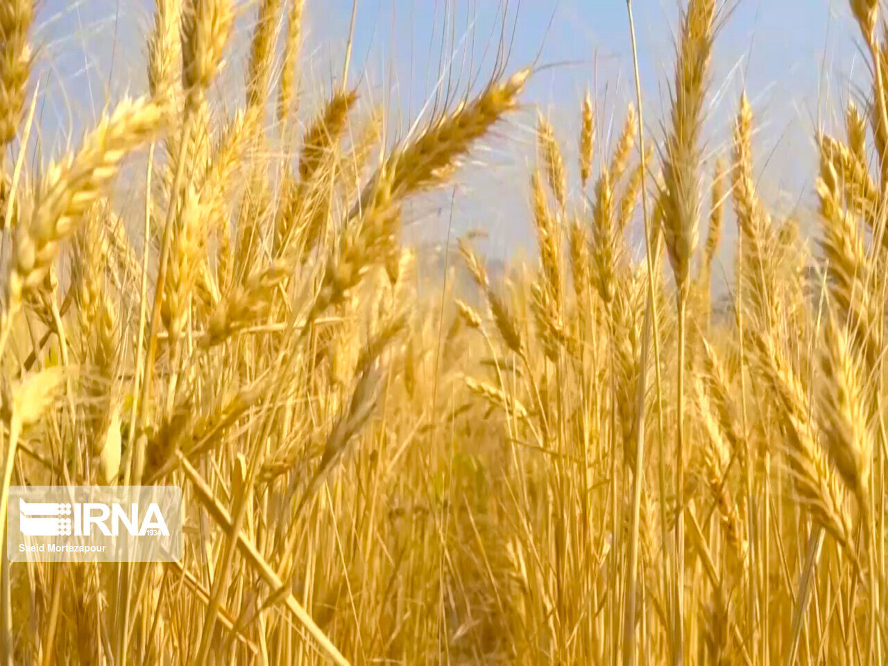 خرید تضمینی گندم در خوزستان به یک میلیون و ۲۷۵هزار تن رسید