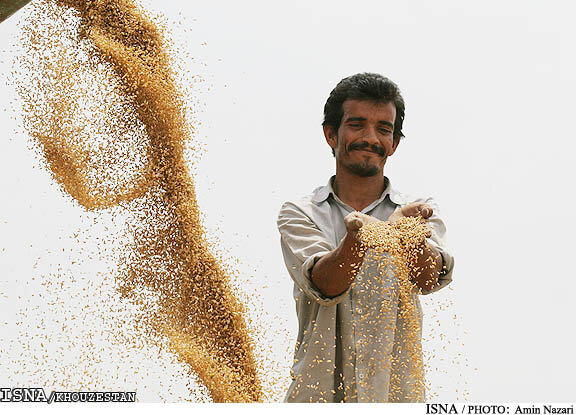 خرید ۵۳۲ هزار تن گندم و ۵۶ هزار تن کلزا در خوزستان