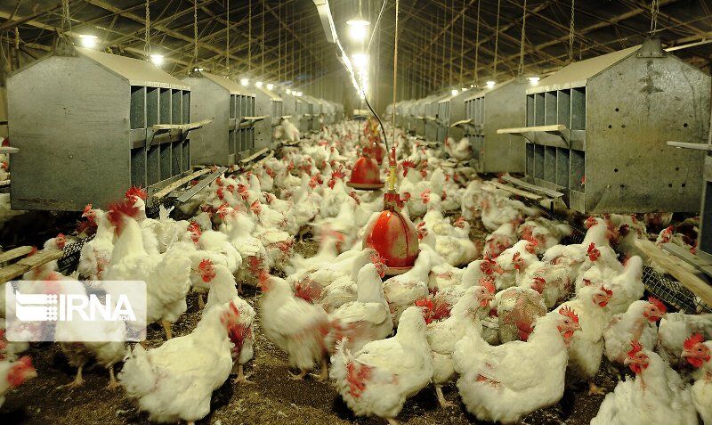 ۲۰ درصد مرغ تولیدی در خوزستان به صورت زنده عرضه می شود