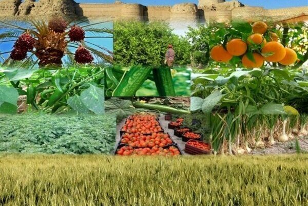 پرداخت بیش از ۲۲ هزار میلیارد ریال تسهیلات به بخش کشاورزی خوزستان