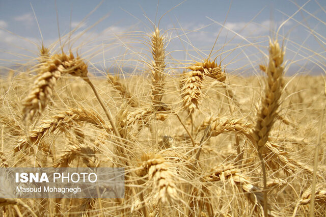 جزییات طرح جهش تولید در دیم‌زارهای خوزستان