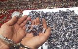 ۱۷۵ کیلوگرم حشیش در خوزستان کشف و ضبط شد