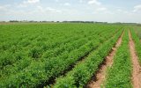 کاهش سطح کشت محصولات زراعی تابستانه امسال در خوزستان