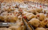 افزایش ۱۱ درصدی جوجه‌ریزی در مرغداری‌های خوزستان