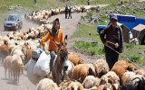 عشایر ۲۶ درصد گوشت قرمز خوزستان را تامین می‌کنند