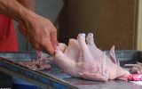 تداوم روند کاهشی قیمت مرغ در بازار خوزستان