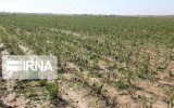 یک هزار و ۱۲۰میلیارد ریال خسارت به کشاورزان خوزستانی پرداخت شد