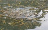 رهاسازی حدود ۸ میلیون بچه ماهی در منابع آبی خوزستان