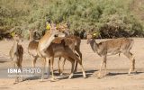 ۵ رأس گوزن زرد ایرانی در پارک ملی دز رهاسازی شدند