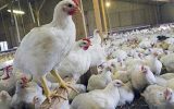 خرید ۱۰ تن مرغ مازاد تولیدی مرغداران خوزستانی