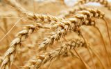 پیش‌بینی خرید بیش از ۲ میلیون تن گندم در خوزستان
