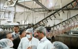 مشکل تامین نهاده مرغداران خوزستان و کمبود بازار مرغ رفع می‌شود