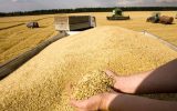 خوزستان ۲.۵ برابر نیاز خود گندم تولید می‌کند