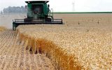 خرید ۳۷۰ هزار تن گندم و کلزا از کشاورزان خوزستان