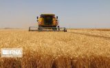 یک میلیون و ۵۵۰ هزار تُن گندم تاکنون در خوزستان به قیمت تضمینی خریداری شده است