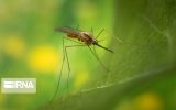 شناسایی چهار مورد مالاریا در خوزستان