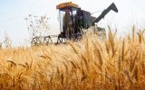 تلاش دولت برای حمایت از کشاورزان؛ مطالبات گندم‌کاران خوزستان به صورت کامل پرداخت شد