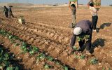تامین نهاده‌های موردنیاز کشت پاییزه در خوزستان