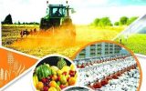 ایجاد ۷۰۰ شغل در شهرهای خوزستان با افزایش تولیدات کشاورزی